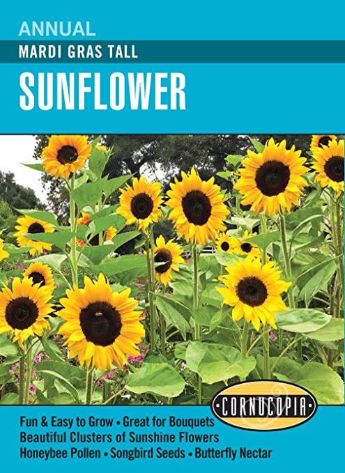 Cornucopia Sunflower Mardi Gras Tall - 15087