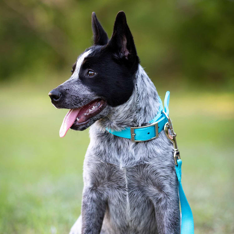 Jeffers 1"x16" Turquoise Collar - 16284