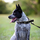 Jeffers 1"x18" Black Collar - 16281