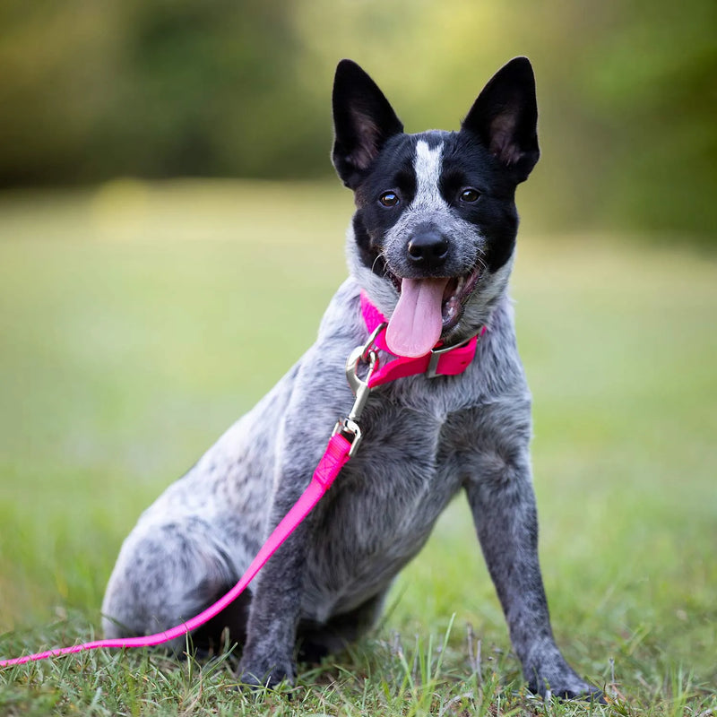 Jeffers 1"x20" Hot Pink Collar - 16287