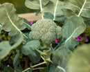 Broccoli (o.5 oz)