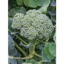 Broccoli (o.5 oz)