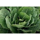 Morris Heading Cabbage Collard (0.5 oz)