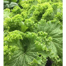 Florida Broadleaf Mustard Green (0.5 oz)