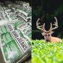 4S Record Buck Beans - 15212