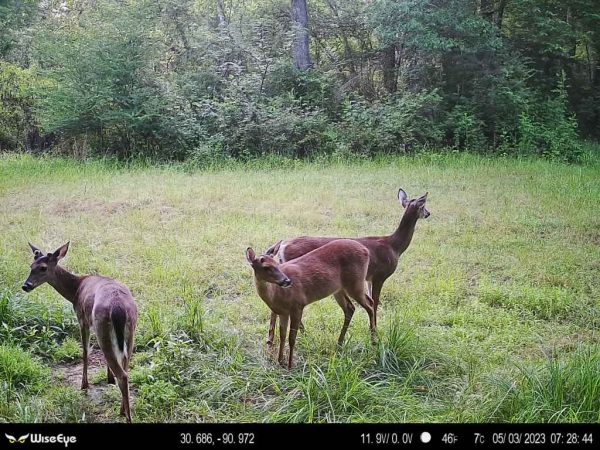 Wise Eye Data Cam 15517 - Main Image