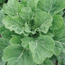 Southern Georgia Collard (0.5 oz)