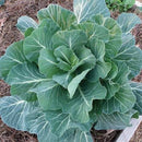 Southern Georgia Collard (0.5 oz)