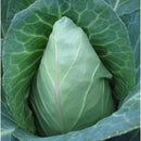 Early Jersey Wakefield Cabbage (0.5 oz)