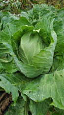 Early Jersey Wakefield Cabbage (0.5 oz)
