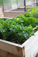 Kale (0.5 oz)
