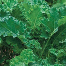 Kale (0.5 oz)