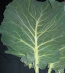 Morris Heading Cabbage Collard (0.5 oz)