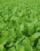 Purple Top Turnip Seed (0.5 oz)