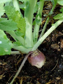 Rutabaga (0.5 oz)