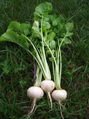 White Egg Turnip Seed (0.5 oz)