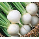 White Egg Turnip Seed (0.5 oz)