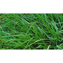 Argentine Bahia Grass Seed 5lb - 15109