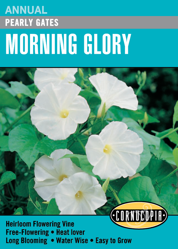Cornucopia Morning Glory Pearly Gates - 15031
