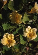 Cornucopia Nasturtium Moon Gleam - 15045
