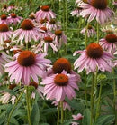 Cornucopia Echinacea Purple Coneflower - 15014