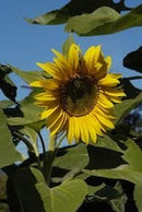 Cornucopia Sunflower Premier California Greystripe - 15089