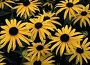 Cornucopia Black-Eyed Susan Native Wildflowers - 14996