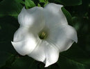 Cornucopia Moonflower Scented White - 15027