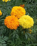 Cornucopia Marigold Heirloom Crackerjack Mixed Colors - 15023