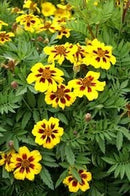 Cornucopia Marigold Heirloom Dainty Marietta - 15024