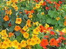 Cornucopia Nasturtium Summer Charm Mix - 15047