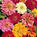Cornucopia Zinnia State Fair - 15099