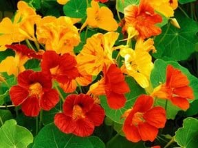 Cornucopia Nasturtium Tall Single Mixed Colors - 15048