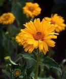 Cornucopia Coreopsis Sunburst - 15000