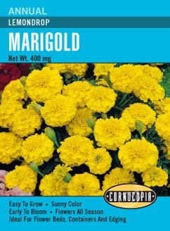 Cornucopia Marigold Lemondrop - 15025