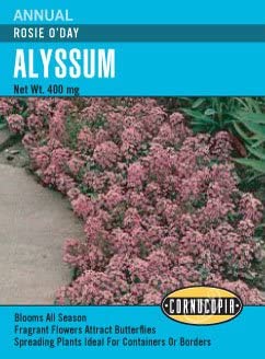Cornucopia Alyssum Rosie O'Day - 14991