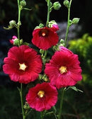 Cornucopia Hollyhock Indian Spring Mixed Colors - 15019