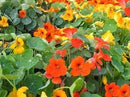 Cornucopia Nasturtium Summer Charm Mix - 15047