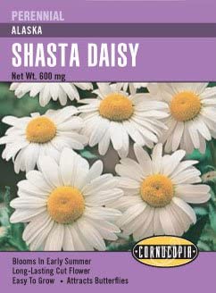 Cornucopia Shasta Daisy Alaska - 15012