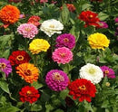 Cornucopia Zinnia Heirloom CA Giants Mixed Colors - 15096