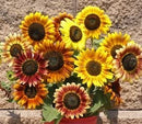 Cornucopia Sunflower Autumn Beauty Mixed Colors - 15085
