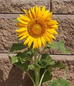 Cornucopia Sunflower Sunspot - 15090