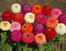 Cornucopia Zinnia Lilliput Mixed Colors - 15097