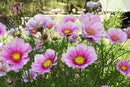 Cornucopia Cosmos Daydream - 15001