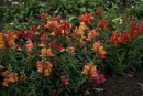 Cornucopia Snapdragon Magic Carpet Mixed Colors - 15084