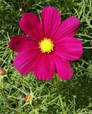 Cornucopia Cosmos Dazzler - 15002