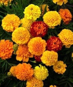 Cornucopia Marigold Petite Mixed Colors - 15026