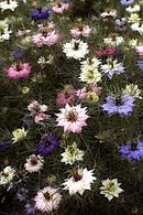 Cornucopia Nigella Persian Jewels - 15056