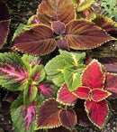 Cornucopia Coleus Rainbow Mixed Colors - 14999