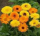 Cornucopia Calendula Pacific Beauty Mixed Colors - 14997